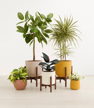 Load image into Gallery viewer, Evening Sky stand:three_stands