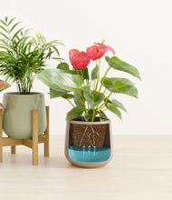 Load image into Gallery viewer, Earthy stand:one_stand