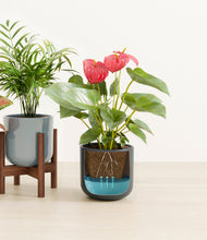 Load image into Gallery viewer, Pebble Shore stand:one_stand