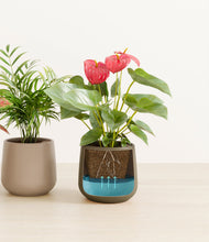 Load image into Gallery viewer, Woodland