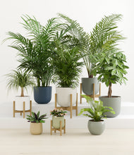 Load image into Gallery viewer, Earthy stand:four_stands