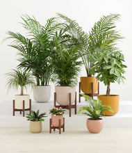 Load image into Gallery viewer, Evening Sky stand:four_stands