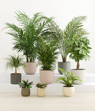 Load image into Gallery viewer, The Tropical Haven