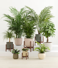 Load image into Gallery viewer, Woodland stand:four_stands