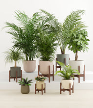 Load image into Gallery viewer, Woodland stand:six_stands