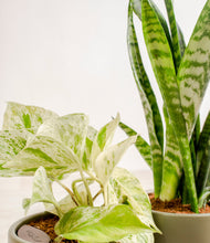 Load image into Gallery viewer, ALL