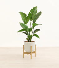 Load image into Gallery viewer, Natural Bamboo stand:bamboo