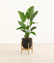 Load image into Gallery viewer, Stone Black stand:bamboo