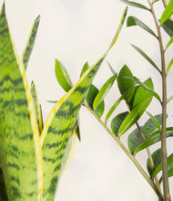 Load image into Gallery viewer, ALL