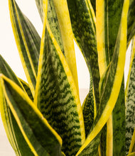 Load image into Gallery viewer, ALL
