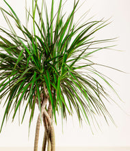 Load image into Gallery viewer, ALL
