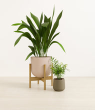 Load image into Gallery viewer, Olive Branch stand:one_stand
