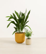 Load image into Gallery viewer, Tiger Lily
