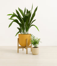 Load image into Gallery viewer, Tiger Lily stand:one_stand
