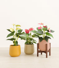 Load image into Gallery viewer, Evening Sky stand:one_stand
