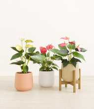 Load image into Gallery viewer, Sandy stand:one_stand
