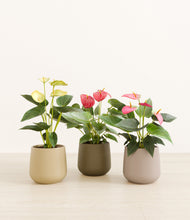 Load image into Gallery viewer, Woodland*****Profile
