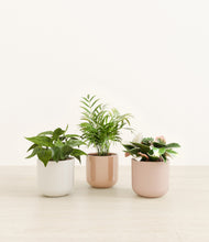 Load image into Gallery viewer, Peach Blossom*****Profile
