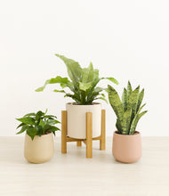 Load image into Gallery viewer, Sandy stand:light
