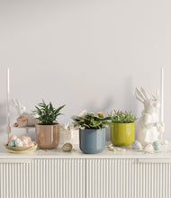 Load image into Gallery viewer, Pixie Petals
