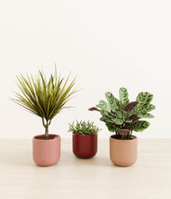 Load image into Gallery viewer, Sundown Glow
