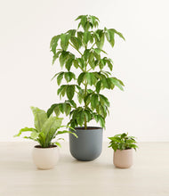 Load image into Gallery viewer, Summer Mist*****Profile
