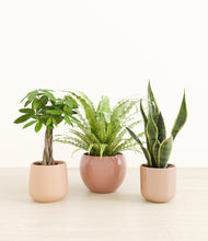 Load image into Gallery viewer, Desert Blush*****Profile
