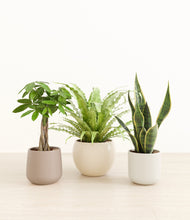 Load image into Gallery viewer, Frosted Dawn*****Profile
