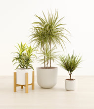 Load image into Gallery viewer, Cotton*****Profile
