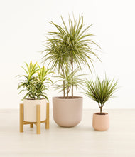 Load image into Gallery viewer, Sandy*****Profile
