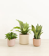 Load image into Gallery viewer, Desert Blush
