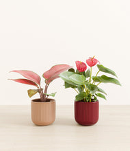 Load image into Gallery viewer, Ruby Rhythm
