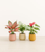 Load image into Gallery viewer, Evening Sky*****Profile
