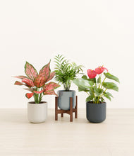 Load image into Gallery viewer, Pebble Shore stand:one_stand
