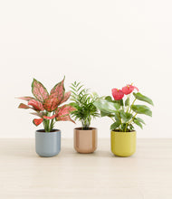 Load image into Gallery viewer, Pixie Petals*****Profile
