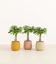 Load image into Gallery viewer, Evening Sky*****Profile
