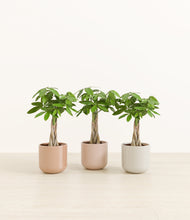 Load image into Gallery viewer, Peach Blossom*****Profile
