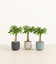 Load image into Gallery viewer, Pebble Shore*****Profile
