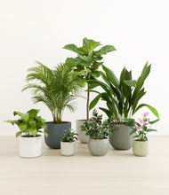 Load image into Gallery viewer, Earthy*****Profile
