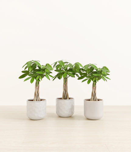 Ivory Peaks*****Profile