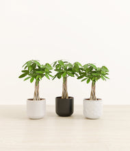 Load image into Gallery viewer, Midnight Snow*****Profile
