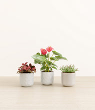 Load image into Gallery viewer, Ivory Peaks
