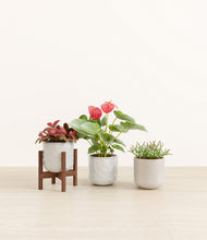 Load image into Gallery viewer, Ivory Peaks stand:one_stand
