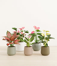 Load image into Gallery viewer, Earthy
