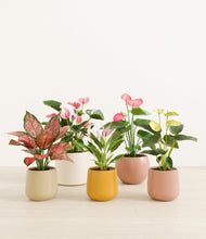 Load image into Gallery viewer, Evening Sky
