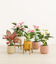 Load image into Gallery viewer, Evening Sky stand:two_stands
