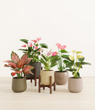 Load image into Gallery viewer, Woodland stand:two_stands
