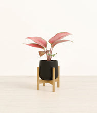 Load image into Gallery viewer, Black stand:bamboo
