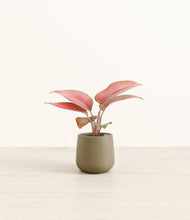 Load image into Gallery viewer, Olive*****Profile
