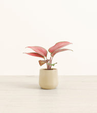 Load image into Gallery viewer, Almond Green*****Profile
